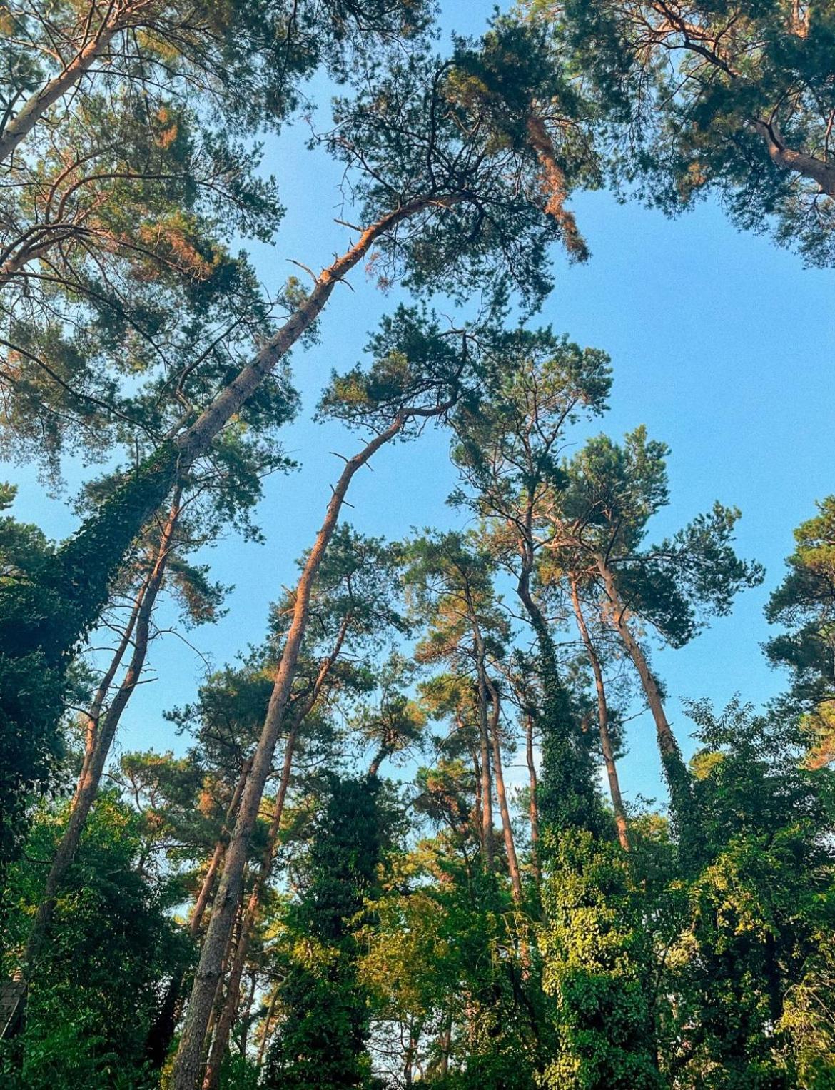 Boshuisje Pinus Sonnevijver Residences Lanaken Kültér fotó