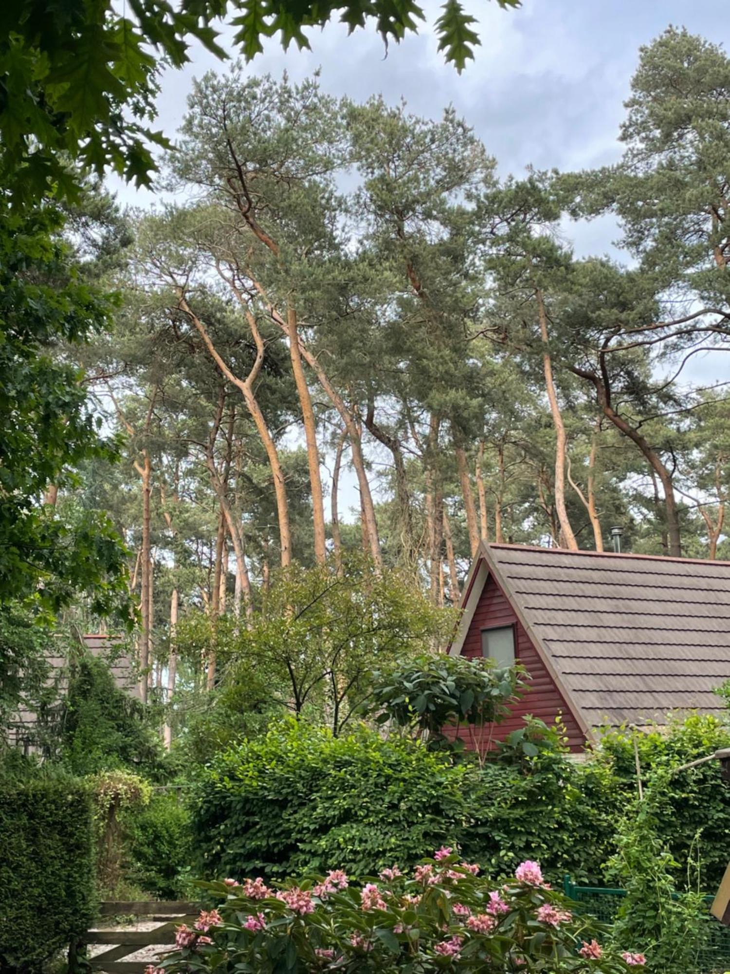 Boshuisje Pinus Sonnevijver Residences Lanaken Kültér fotó